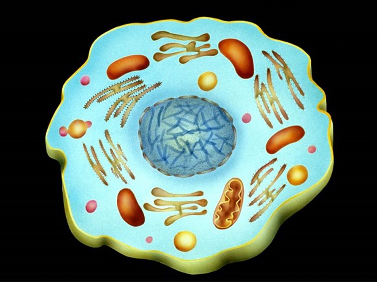 cell from product jpg